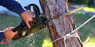 Best Arborist Consultation Services  in Lebanon South, PA
