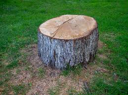Best Fruit Tree Pruning  in Lebanon South, PA