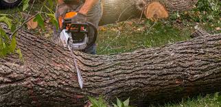 Best Lawn Pest Prevention  in Lebanon South, PA