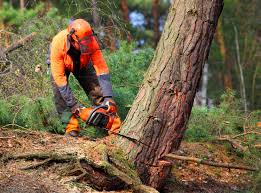 Best Tree Mulching  in Lebanon South, PA