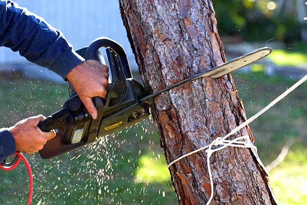 Best Leaf Removal  in Lebanon South, PA
