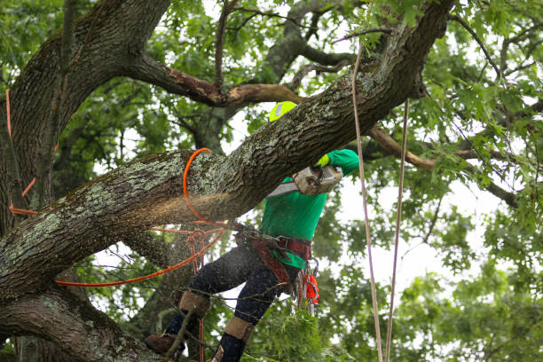 Reliable Lebanon South, PA Tree Care Solutions