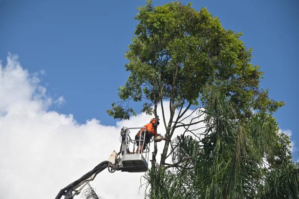 How Our Tree Care Process Works  in  Lebanon South, PA