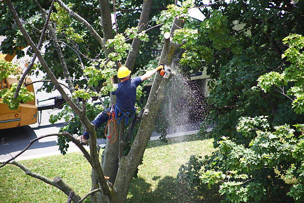 Best Root Management and Removal  in Lebanon South, PA