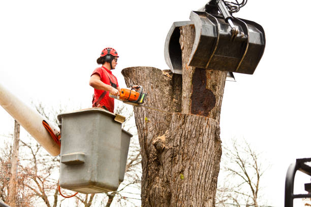 Best Tree Maintenance Programs  in Lebanon South, PA